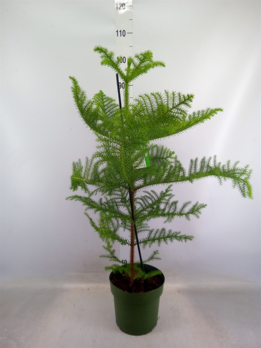 <h4>Araucaria heterophylla</h4>