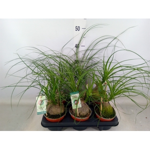 Beaucarnea recurvata