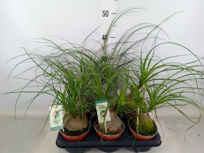 <h4>Beaucarnea recurvata</h4>