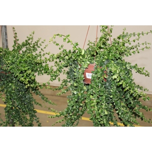 AESCHYNANTHUS RASTA C21