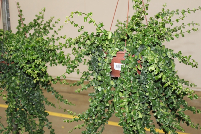 <h4>AESCHYNANTHUS RASTA C21</h4>