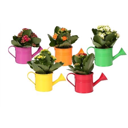 <h4>Kp-508.1 - Kalanchoe Rosalina 7cm In Gieter</h4>