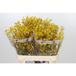 Anigozanthos Imani Yellow