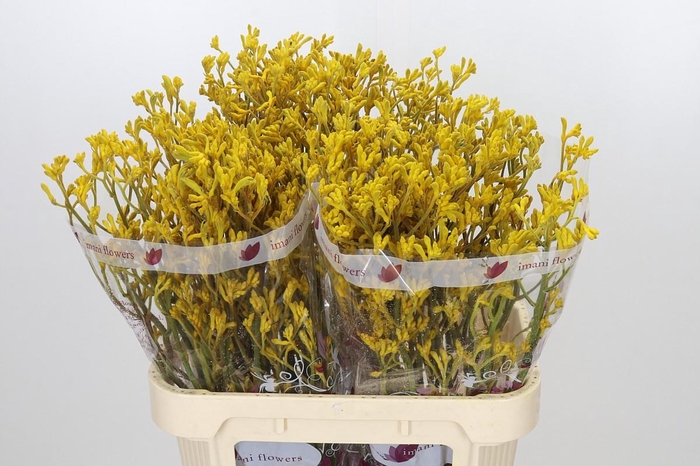 <h4>Anigozanthos Imani Yellow</h4>