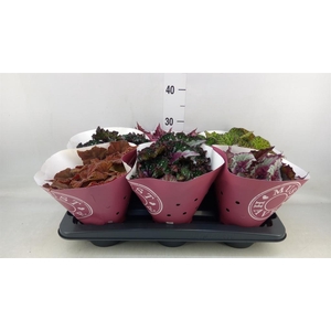 Begonia BD 'Beleaf'   ...mix