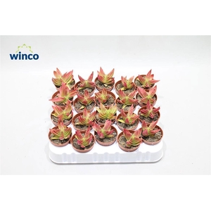 Crassula Capitella (red)