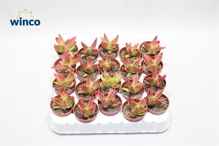 <h4>Crassula Capitella (red)</h4>