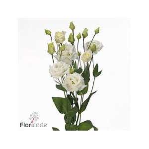 Lisianthus do alissa white