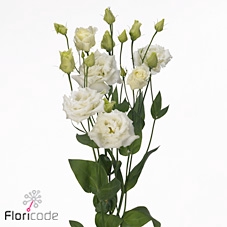 <h4>Lisianthus do alissa white</h4>