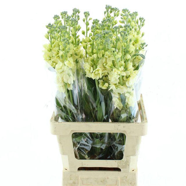 <h4>Matth Iron Yellow</h4>