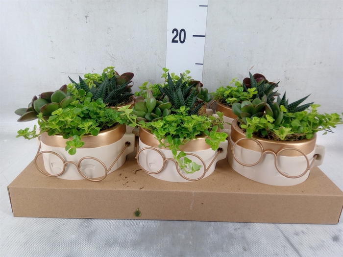 <h4>Arr.   Kamerplant Groen L%</h4>