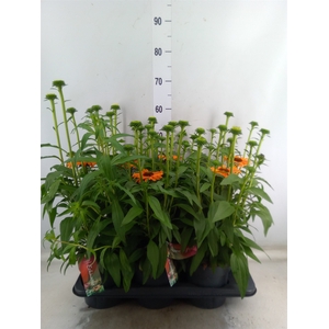 Echinacea  'Sunseekers Mineola'
