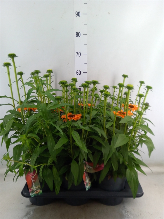 <h4>Echinacea  'Sunseekers Mineola'</h4>
