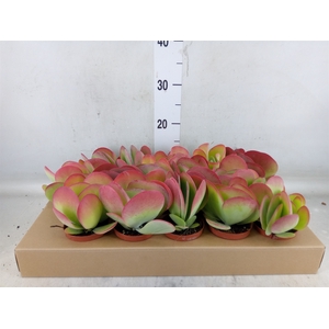 Kalanchoe NF thyrsiflora