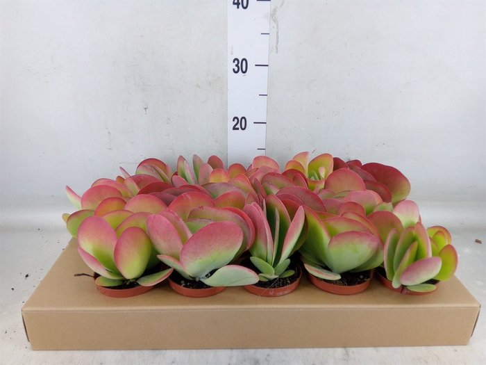 <h4>Kalanchoe NF thyrsiflora</h4>