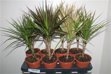 <h4>Dra Marg Gem 2 Srt</h4>