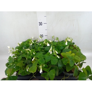 Oxalis   ...
