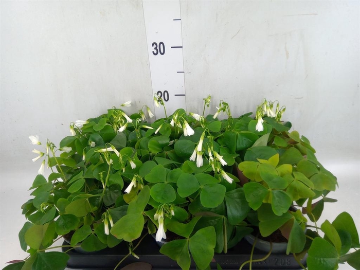 <h4>Oxalis   ...</h4>