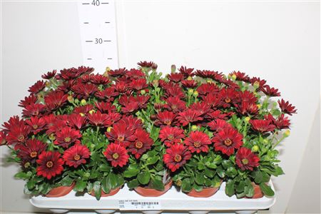 <h4>Osteo Dal Red Dark</h4>