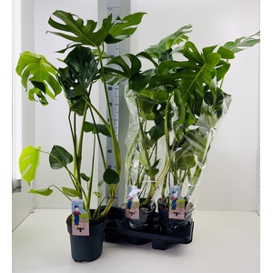 MONSTERA DELICIOSA