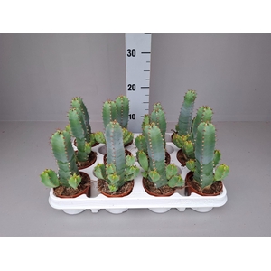 Euphorbia resinifera