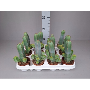 Euphorbia resinifera