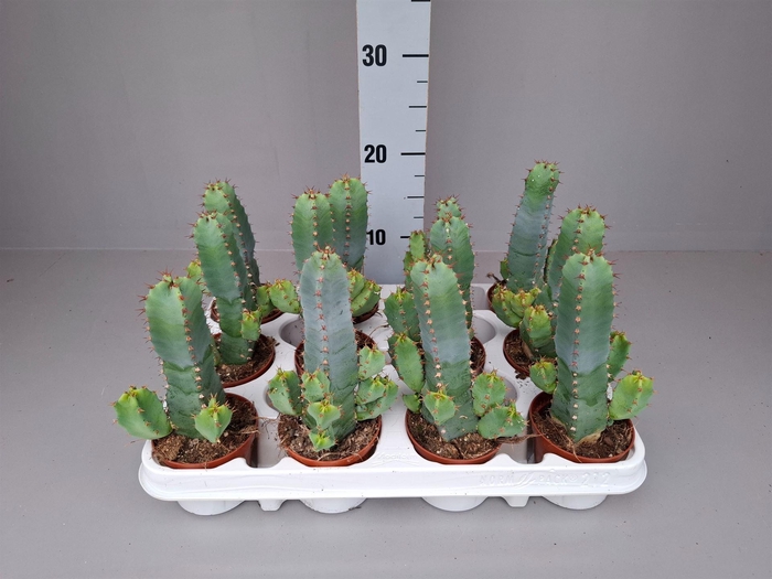 <h4>Euphorbia resinifera</h4>