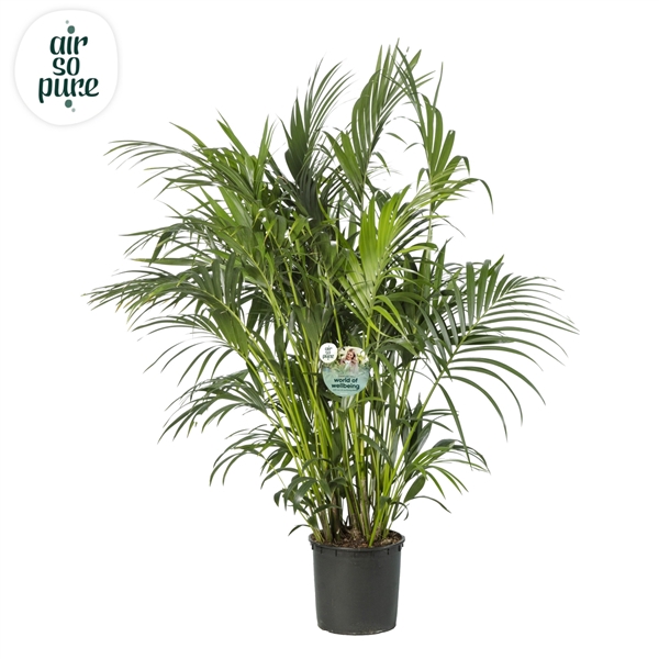 <h4>KENTIA - P34 H180 - 15PP - Air So Pure (Howea forsteriana)</h4>