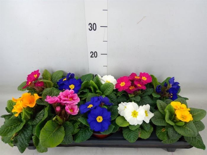 <h4>Primula ac.   ...mix</h4>