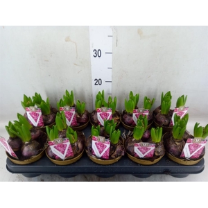 Hyacinthus orie. 'Purple Sensation'