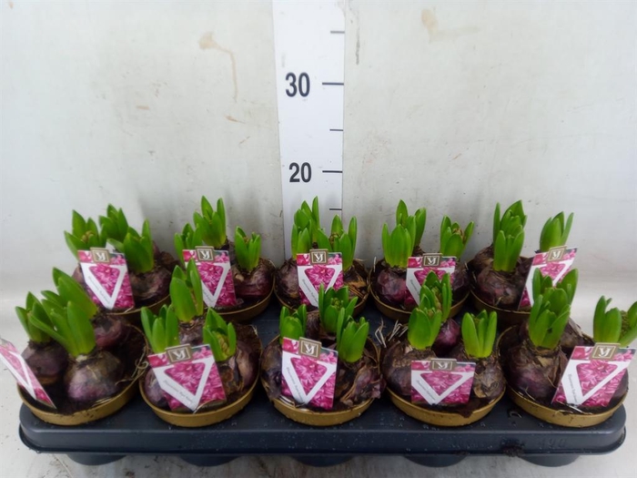 <h4>Hyacinthus orie. 'Purple Sensation'</h4>