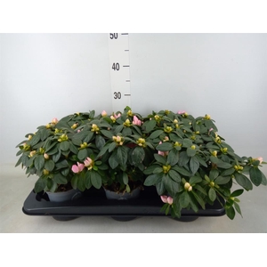 Rhododendron sim. 'Mont Ventoux'