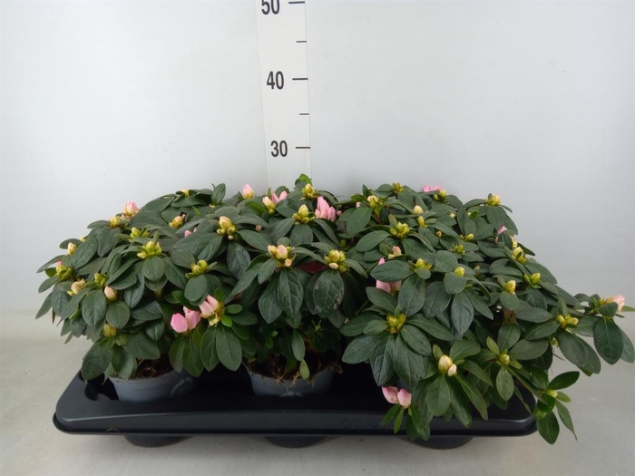 <h4>Rhododendron sim. 'Mont Ventoux'</h4>