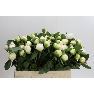 Paeonia Bridal Gown
