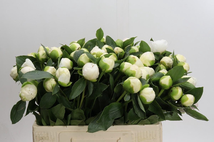 <h4>Paeonia Bridal Gown</h4>