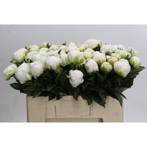 Paeonia Madame Claude Tain