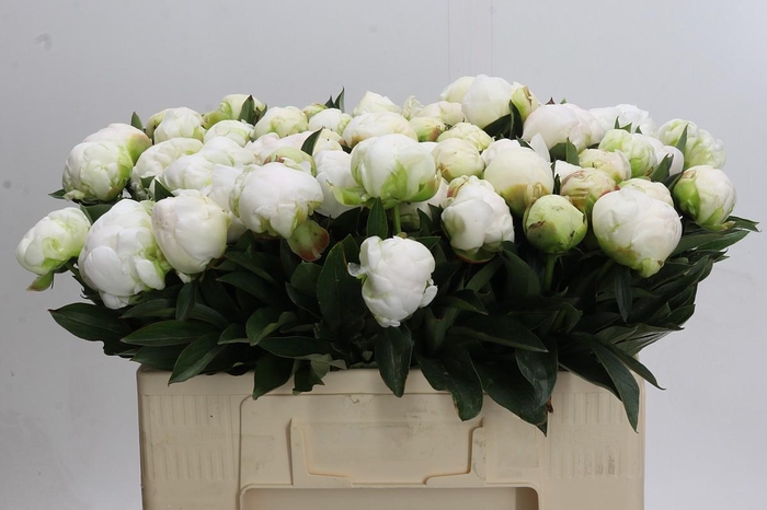 <h4>Paeonia Madame Claude Tain</h4>