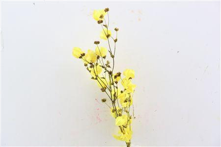<h4>Dried Bougainvillea X5 55cm Yellow Bunch</h4>