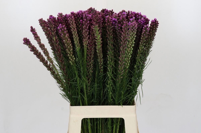 <h4>LIATRIS SPICATA</h4>