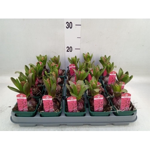 Hyacinthus orie. 'Red Glory'