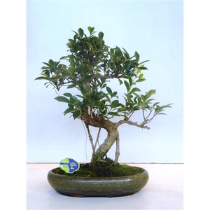 Ficus retusa, 39cm., shape, without drip tray