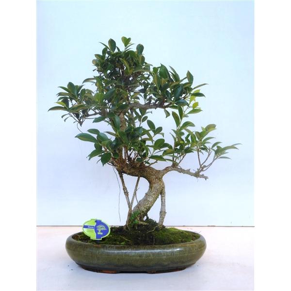 <h4>Ficus retusa, 39cm., shape, without drip tray</h4>