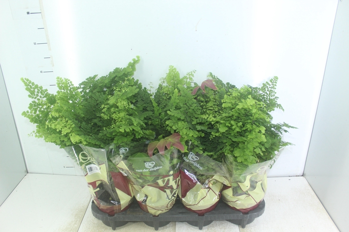 <h4>AVENCA VARIADA P15</h4>