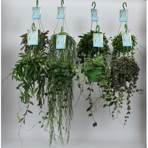 HangonGreen Hoya Luxe Gemengd 14 cm