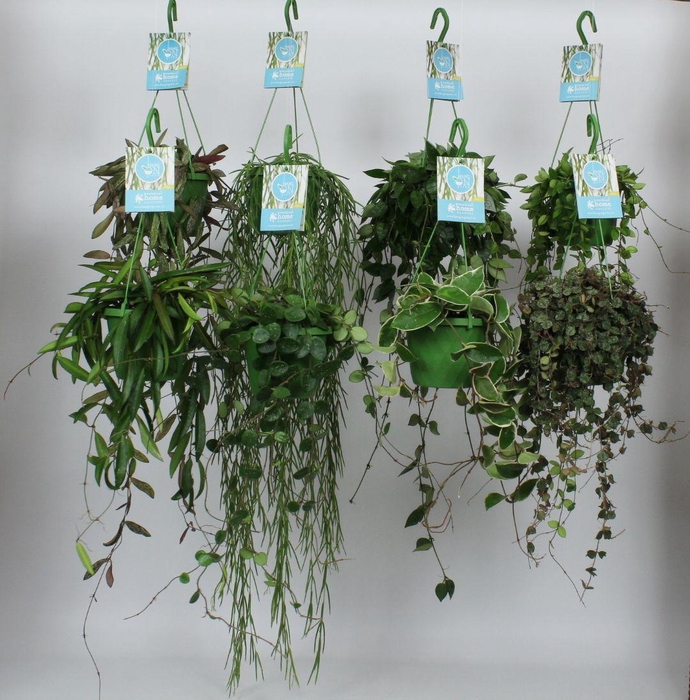<h4>HangonGreen Hoya Luxe Gemengd 14 cm</h4>