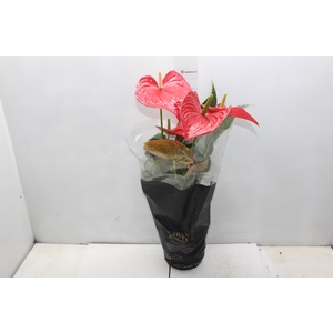 ANTHURIUM MICHIGAN P17 PREMIUM