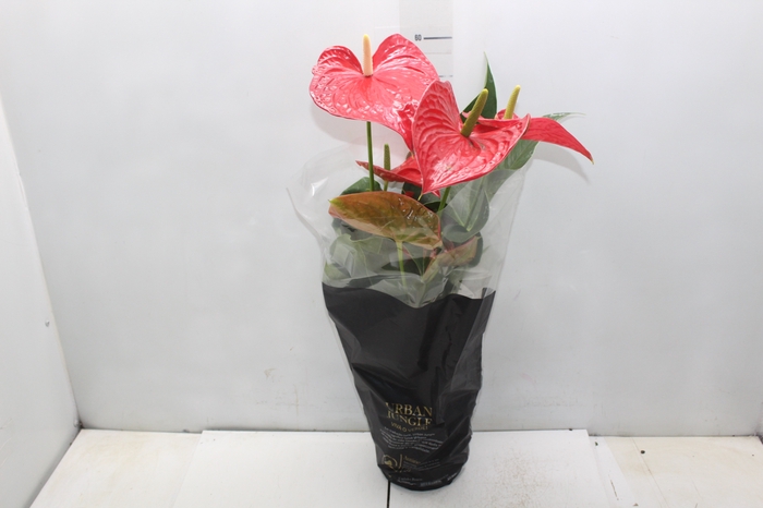 ANTHURIUM MICHIGAN P17 PREMIUM