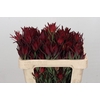 Leucadendron Blush Spray