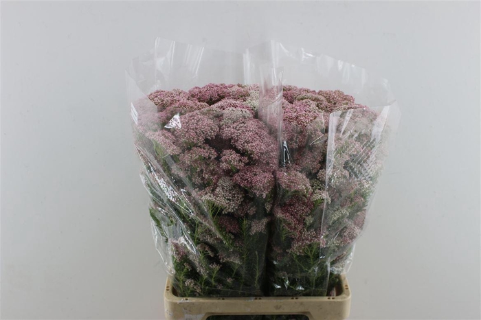 <h4>Rice Flower Pink</h4>
