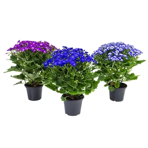 CINERARIA P14